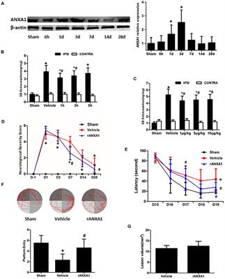 Endothelial Regulation by Exogenous Annexin A1 in Inflammatory Response and BBB Integrity Following Traumatic Brain Injury